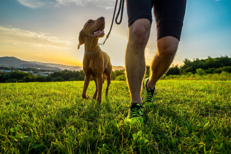 Dog attacks cause concerns in QLD Council - Council